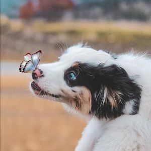 Meet your Posher, Tara